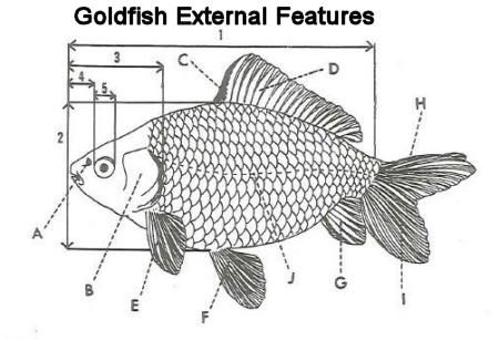 goldfish internal anatomy