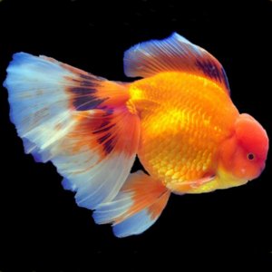 goldfish types and colors