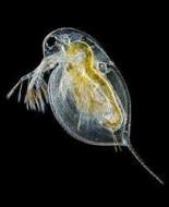 Daphnia Ideal Food For Goldfish Fry At Two Weeks Old