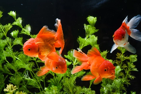 Goldfish and plants featuring in a typical planted aquarium.