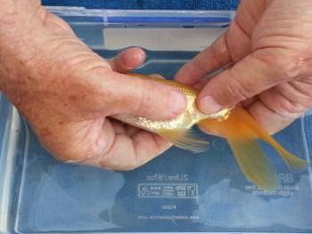 goldfish eggs hatching