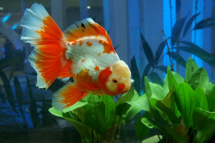 What Do Goldfish Need: Essentials for a Happy Pet