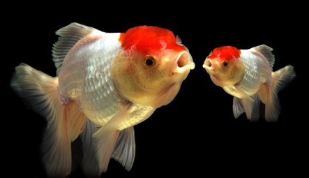 aggressive goldfish