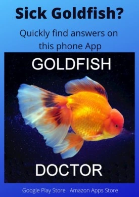 Goldfish Red Pest Disease Treatment