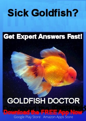 www.about-goldfish.com