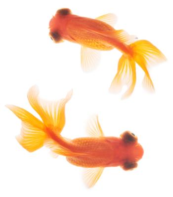 black and orange goldfish