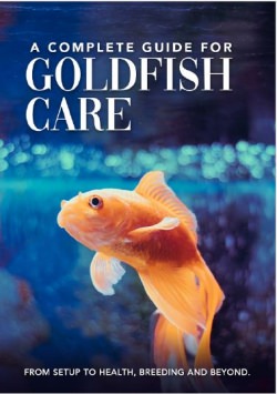 How to Care for Fish: A Complete Guide