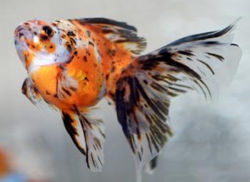 black white and orange goldfish