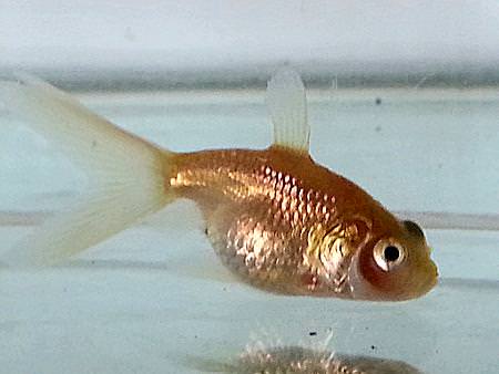 ranchu fry