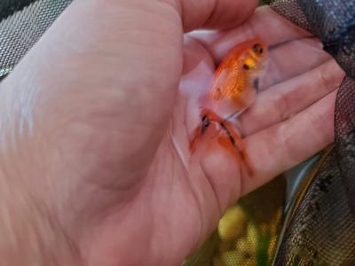 Goldfish Getting Black Lines And Dots