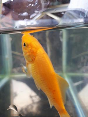 Sick goldfish hot sale