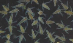 Newly Hatched Brine Shrimp