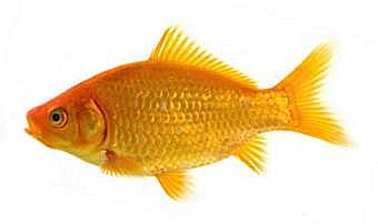 Common goldfish that started it all.