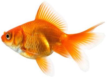 Fantail Goldfish