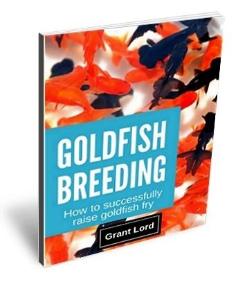 Goldfish eBook - Goldfish breeding.