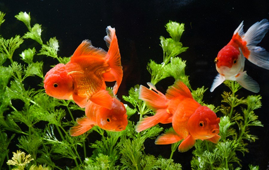 Goldfish aquarium with aquatic plants and several fantail goldfish.