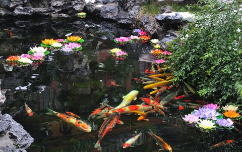 Decorative informal Koi and goldfish  pond