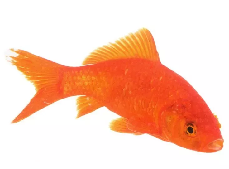 How long Goldfish live can depend on variety.  A large common Goldfish such as this should be expected to live for 20 years or more.