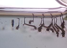 Mosquito wrigglers prior to pupa stage