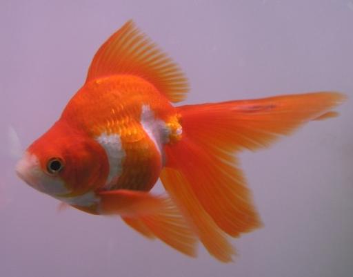 High quality Ryukin Goldfish.