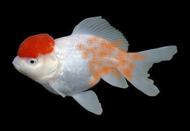 Goldfish Velvet Disease Treatment